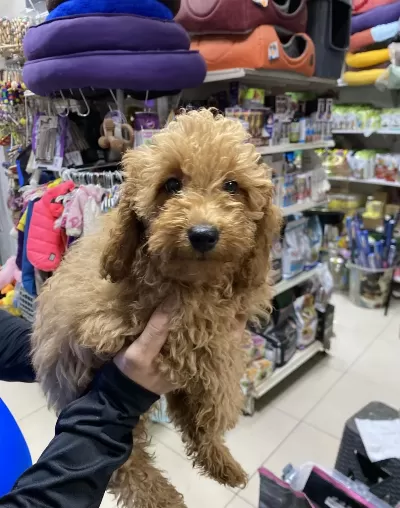 Uyguna 3 Aylik Erkek Toy Poodle