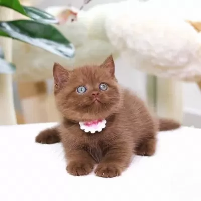 Zarafet Timsali Chocolate British Shorthair