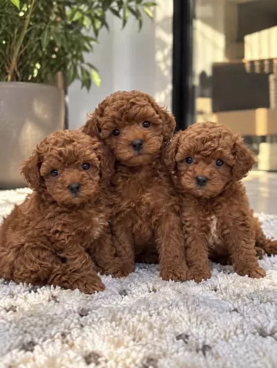 Ruhsatli İşletmeden Poodle Yavrulari
