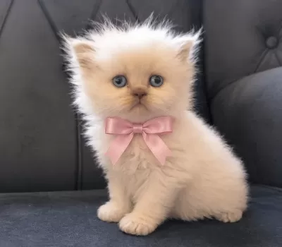 Bebek Yüz British Longhair Yavrularim