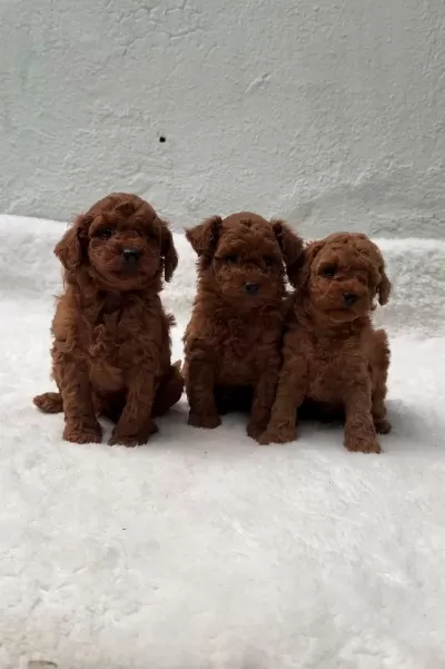 Oyuncak Boy Erkek Dişi Poodle Bebeklerim