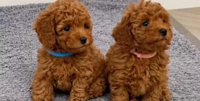 Aşıları Tam Orijinal Toy Poodle Bebekleri