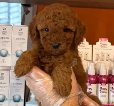 Red Browne Çok Özel Toy Poodle Bebekleri Mi Z