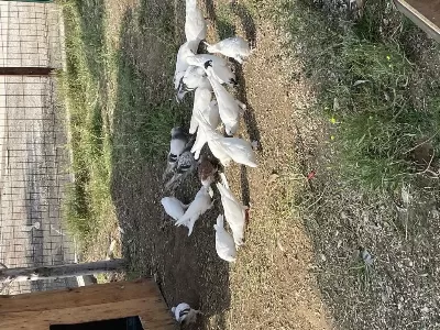 Acil Satılık Güvercin