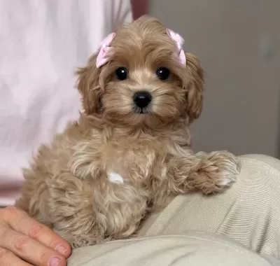 Bu Tatlilikla Malti̇poo Yavrumuz Si̇zi̇ Bekli̇yor
