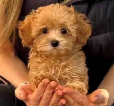 Yurt Dişi Gi Ri Şli Malti Poo Yavrularimiz