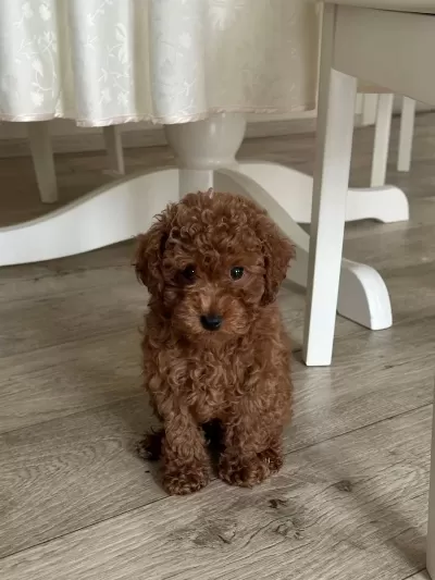 Tuvalet Eğitimli Toy Poodle