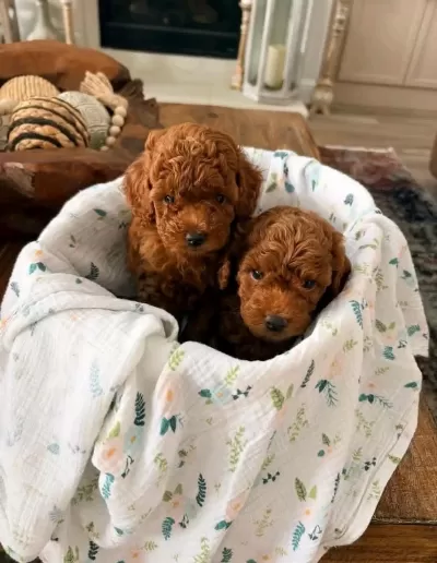 A Kalite Toy Poodle Bebekler