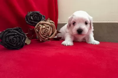 Pamuk Şeker Maltese Terrier Yavrularımız