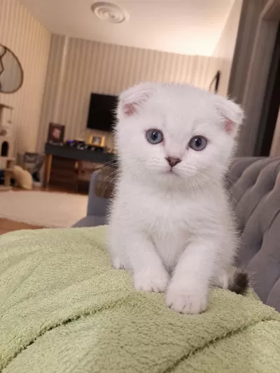 Masmavi Gözlere Sahip Scottish Fold Yavrularim