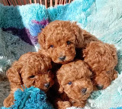 Sağlıklı Saf Kan Toy Poodle