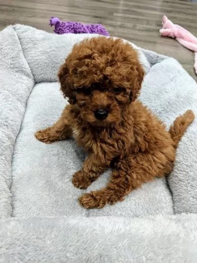Tuvalet Eğitimli Toy Poodle