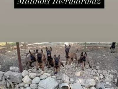 Yavru Pi Ranalarimiz Hazir