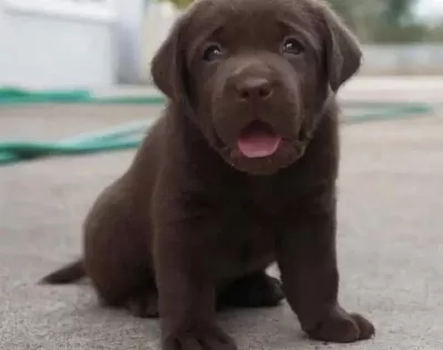 En Özel Labrador Retri̇ever Yavrulari İstanbul