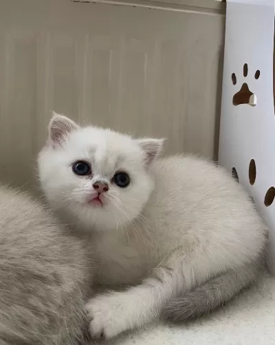 Yakışıklı Maviş Gözlü Ayıcık Suratlı Safkan Bebek Kedimiz
