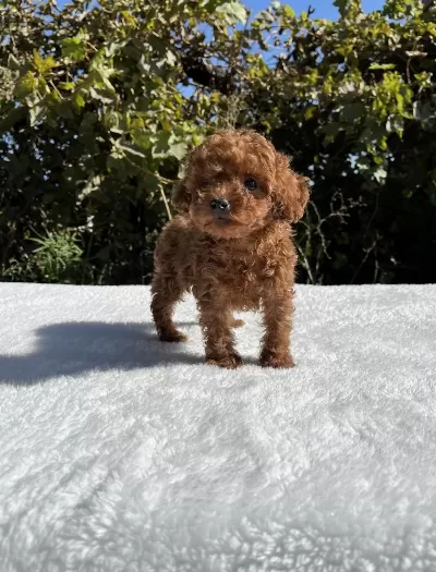 Kore Kan Aşılı Bebek Köpekler