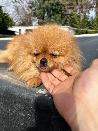 1,5 Yaşında Kusursuz Mini Dişi Üst Kalite Pomeranian
