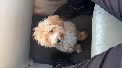 Sağlıklı 5 Aylık Maltipoo