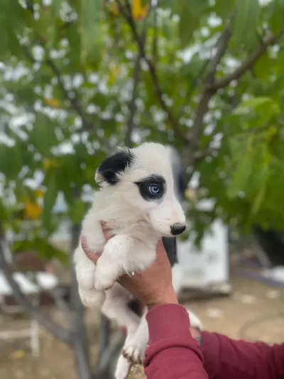 Çok Özel Safkan Border Collie Yavrularımız