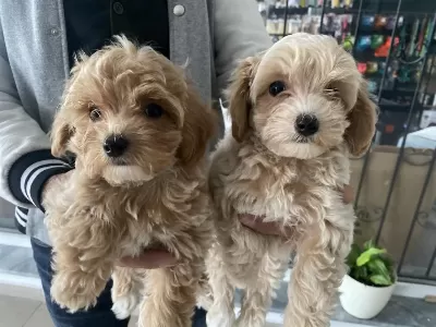 Yasal Ruhsatlı Çiftlikden Maltipoo Yavrularımız