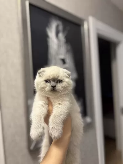 Scottish Fold Blue Point Yavrularim