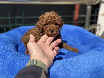 Petmode Köpek Çiftliğinde Ziyarete Açık Toy Poodle