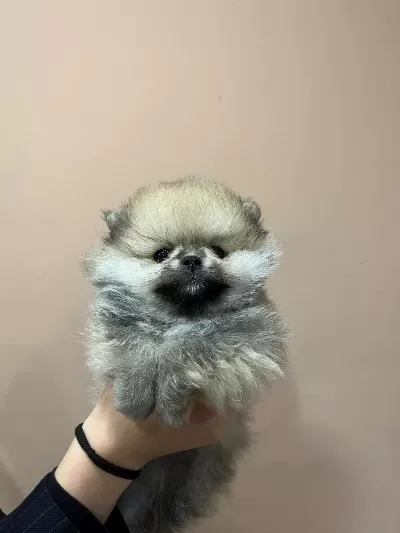 Petmode Köpek Çiftliğinden Teddy Pomeranian