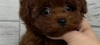Red Toy Poodle Sevi Mli Yavrular
