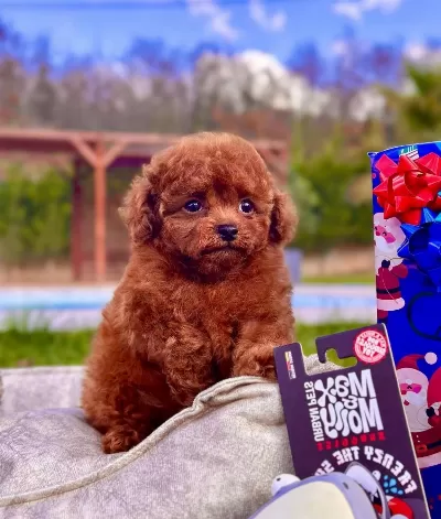 Türki Yeni N En Özel Poodle Yavrulari Si Zleri Bekli Yor