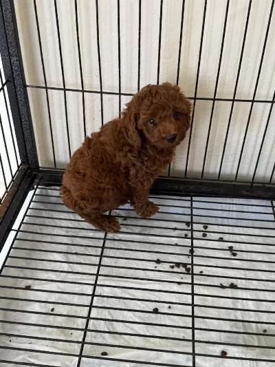 Sağlıklı Poodle Yavrularımız