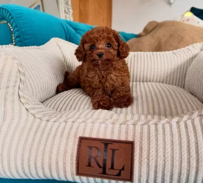 Aşıları Tam Orijinal Irk Garantili Toy Poodle