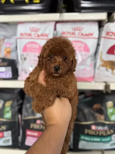 Kore Kan Poodle Yavrularımız
