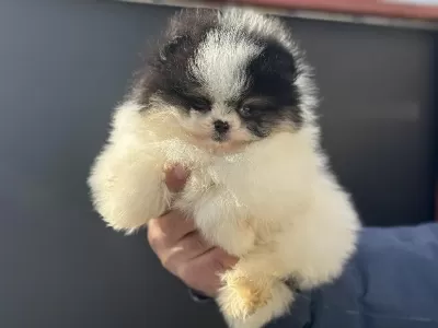 Ayı Suratlı Safkan Pomeranian Yavrular