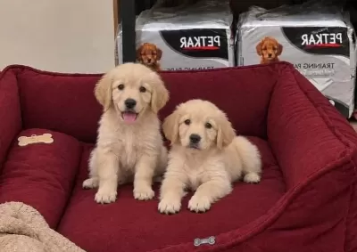 Pamuk Gibi A Kalite Golden Bebekler
