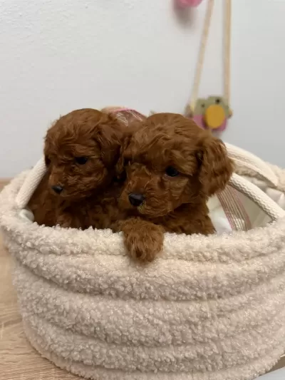 Red Brown Toy Poodle Yavrular