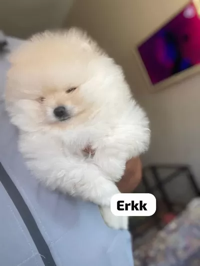 4 Farklı Dişi Erkek Pomeranian Yavrular