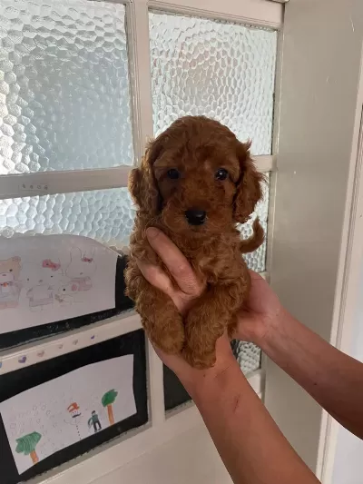 Red Brown Poodle Yavrular Ev Üretimi