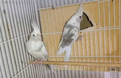 White Face Jumbo Boy Hazır Takım Sultan Papağanı