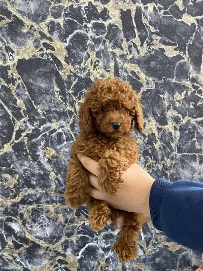 Toy Poodle Yavrularım Orijinal