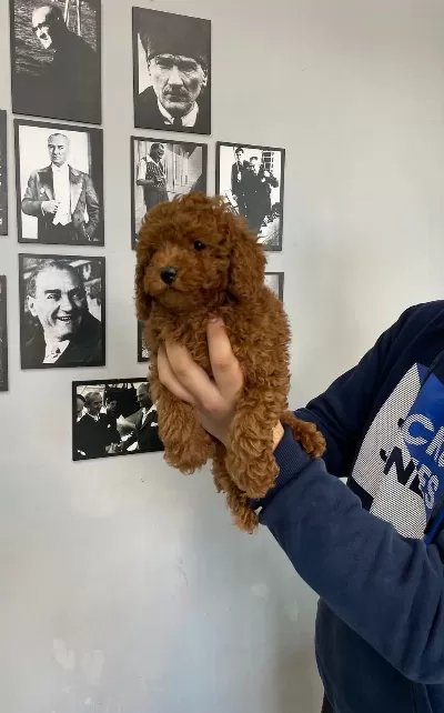 Red Brown Poodle Yavrular Wc Egitimli