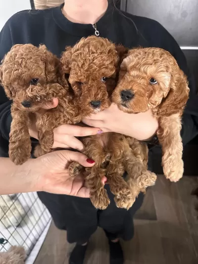 Toy Poodle Yavru Köpekler