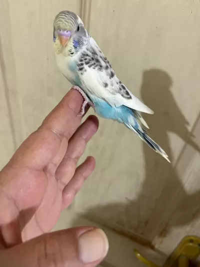 31 Günlük Renk Güzeli Bebek Kuşumuz