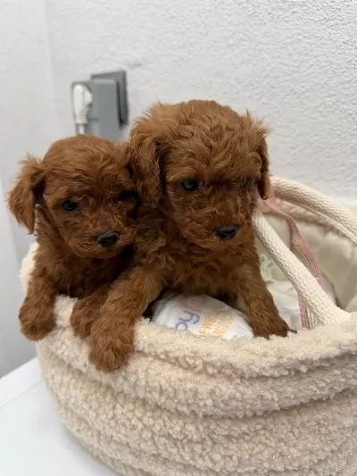 Üst Kalitede Toy Poodle Yavrular Sakarya
