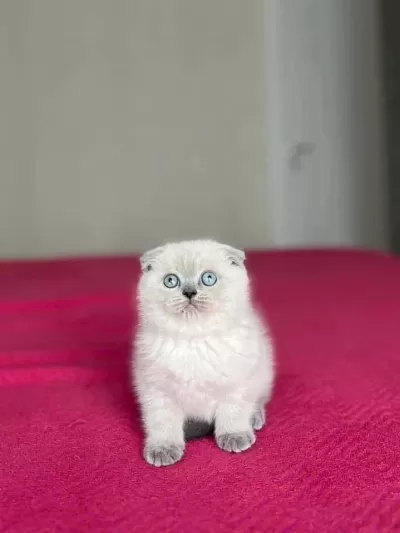 Scottish Fold Blue Point Yavrularim