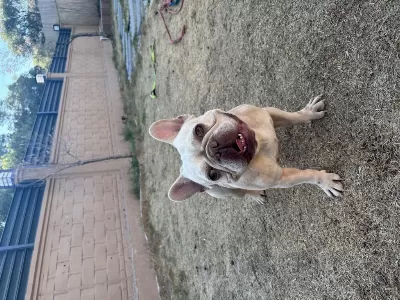Lilac Tan Platinyum Dişi French Bulldog