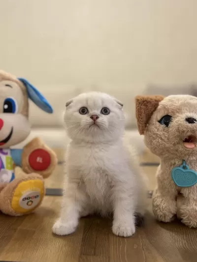 Scottish Fold Yavrularimiz Teslime Hazir