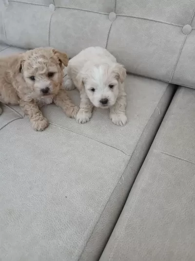 Muhteşem Güzellikte Maltipoo Bebekler