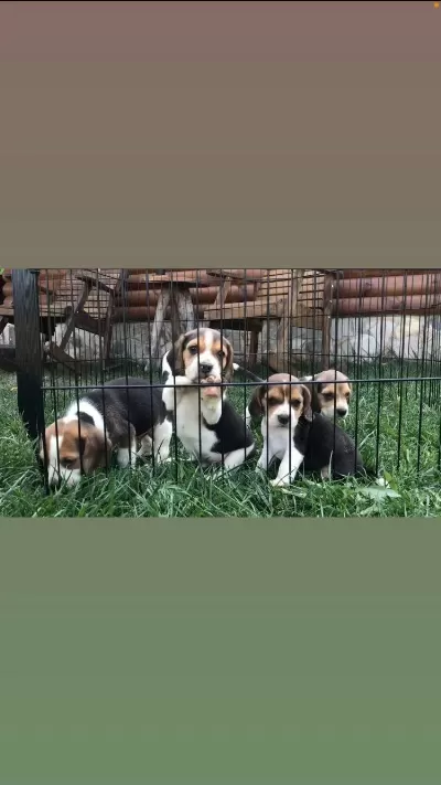 Muhteşem Güzellik Elizabeth Beagle Bebekler