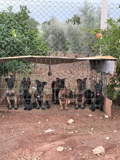 Hırs Kalite Renk Hepsi Birarada Belçika Kurdu
