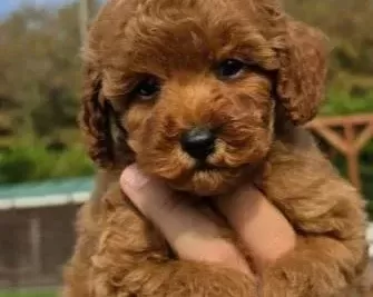 Red Brown Toy Poodle Yavrularimiz